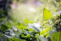 Plantain herb and its bloom Royalty Free Stock Photo