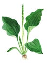 Plantain herb medicinal and food plants