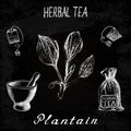 Plantain herbal tea. Chalk board set of elements