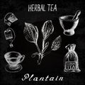 Plantain herbal tea. Chalk board set of elements