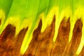 Plantain leaf background in autumn Royalty Free Stock Photo