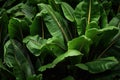 Plantain leaves. Generate Ai