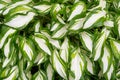 Plantain lilies, Hosta plant in the garden. Close-up green and white leaves, background. Royalty Free Stock Photo