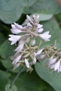 Plantain lily Elegans