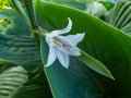 Plantain Lily (Hosta) \'Empress Wu\'