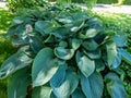 Plantain Lily (Hosta) \'Empress Wu\'