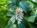 Plantain Lily (Hosta) \'Empress Wu\' forms impressive, deeply veined, dark blue-green leaves