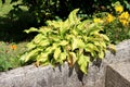 Plantain lily or Hosta foliage plant with partially dried shriveled ribbed leaves planted next to concrete sidewalk