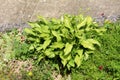 Plantain lily or Hosta foliage plant in shape of small bush with large ribbed light green leaves planted in local urban garden