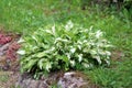 Plantain lily or Hosta foliage plant in shape of small bush with large ribbed light green to white leaves planted in local urban Royalty Free Stock Photo