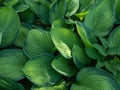 Plantain lily (hosta) \'Gold standard\' is medium to large hosta forming dense mound of wide-oval leaves