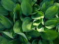 Plantain lily (hosta) \'Gold standard\' forming dense, overlapping mound of wide-oval, slightly cupped