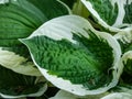 Plantain lily (hosta) \'Patriot\' with large, ovate, green leaves adorned with irregular ivory margins growing