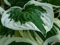 Plantain lily (hosta) \'Patriot\' with large, ovate, green leaves adorned with irregular ivory margins growing