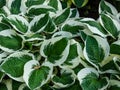 Plantain lily (hosta) \'Patriot\' with large, ovate-shaped, green leaves with irregular ivory margins growing