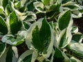 Plantain lily (hosta) \'Patriot\' with dark green leaves adorned with irregular ivory margins