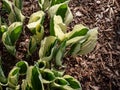 Plantain lily (hosta) \'Patriot\' with satiny, dark green leaves adorned with irregular ivory margins