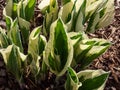 Plantain lily (hosta) \'Patriot\' with satiny, dark green leaves adorned with irregular ivory margins