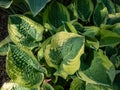 Plantain lily (hosta) x \'Wide Brim\' forms attractive mound of broadly heart-shaped, dark green leaves