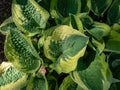 Plantain lily (hosta) x \'Wide Brim\' forms attractive mound of broadly heart-shaped, dark green leaves