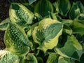 Plantain lily (hosta) x \'Wide Brim\' forms attractive broadly heart-shaped, dark green leaves with a blue