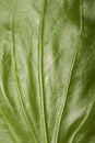 Plantain medicinal.Plantain leaf background.Green plantain leaf.The texture of plantain. Royalty Free Stock Photo