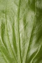 Plantain medicinal.Plantain leaf background.Green plantain leaf.The texture of plantain.