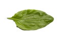 Plantain medicinal.Plantain leaf isolated on a white background.