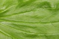 Plantain medicinal.Plantain leaf background.Green plantain leaf.The texture of plantain.