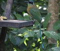 This plantain is mine, says the motmot.