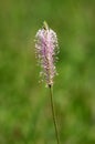 Plantain or Plantago herbaceous plant with single stalk full of numerous tiny light pink and white wind pollinated flowers in