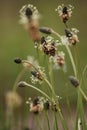 Plantain Plantago lanceolata Royalty Free Stock Photo