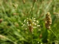 Plantain plante medicinale plantago major Royalty Free Stock Photo