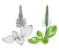 Plantain plants on white background