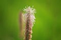 Plantain seeds ripen in summer