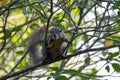 Plantain squirrel, Callosciurus notatus Royalty Free Stock Photo