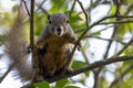 Plantain squirrel, Callosciurus notatus Royalty Free Stock Photo
