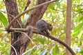 A plantain squirrel, Callosciurus notatus, on a tree branch in a tropical mangrove forest Royalty Free Stock Photo