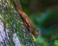A Plantain Squirrel Royalty Free Stock Photo