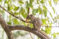 Plantain squirrel eats fruit on a branch. Beautiful close-up Royalty Free Stock Photo