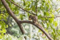 Plantain squirrel eats fruit on a branch. Beautiful close-up Royalty Free Stock Photo
