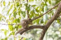Plantain squirrel eats fruit on a branch. Beautiful close-up Royalty Free Stock Photo