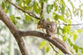 Plantain squirrel eats fruit on a branch. Beautiful close-up Royalty Free Stock Photo