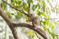 Plantain squirrel eats fruit on a branch. Beautiful close-up Royalty Free Stock Photo