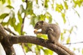 Plantain squirrel eats fruit on a branch. Beautiful close-up Royalty Free Stock Photo