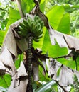 Plantain Tree ready for harvest