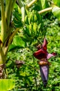 Plantains or cooking bananas growing on a tree. Royalty Free Stock Photo