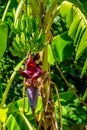 Plantains or cooking bananas growing on a tree. Royalty Free Stock Photo