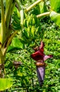 Plantains or cooking bananas growing on a tree. Royalty Free Stock Photo