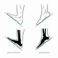 Plantar flexion, dorsiflexion, anatomical terms of foot joint motions